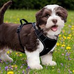 Personalized Heart Bone Fish Signage Pet Chest Harness with Name Outdoor Activities Birthday Gift for Pet Owners