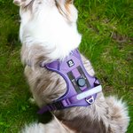 Personalized Heart Bone Fish Signage Pet Chest Harness with Name Outdoor Activities Birthday Gift for Pet Owners