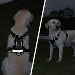 Personalized Heart Bone Fish Signage Pet Chest Harness with Name Outdoor Activities Birthday Gift for Pet Owners