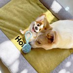 Personalized 3D Cartoon Dog Soft Pet Bed Mat with Name Indoor Outdoor Activities Pet Party Birthday Gift for Pet Owners Lovers