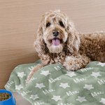 Personalized Multicolor Stars Soft Throw Pet Blanket with Name Pet Birthday Adoption Anniversary Gift for Pet Lovers Owners