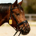 Personalized Multicolor Name ID Horse Emergency Tag with Text Horse Harness Decor Birthday Gift for Horse Owners