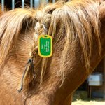 Personalized Multicolor Name ID Horse Emergency Tag with Text Horse Harness Decor Birthday Gift for Horse Owners