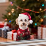 Personalized Santa Hat Sweater Pet Face Photo Double-Sided Printing Christmas Window Decals Christmas Gift for Pet Owners Pet Lovers