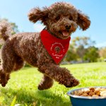 Personalizzato Natale Plaid 3D Carino Cartoon Cane Gatto Bandana regolabile per animali domestici con nome e testo Regalo di Natale di compleanno per i proprietari di animali domestici