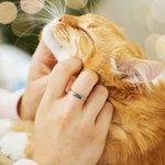 Gepersonaliseerde gegraveerde Hart Angel Wings Paw Print Sterling zilveren ring met naam Memorial verlies van huisdier Gift voor dierenliefhebbers