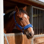 Funda protectora de muserola para cabestro personalizada con nombre bordado Regalo de cumpleaños ecuestre para propietarios de caballos Jinetes