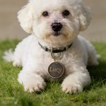 Personalisierte Vintage-Stil Runde Haustier Namensschild täglichen Gebrauch Haustier Party Geburtstag Geschenk für Tierbesitzer Liebhaber