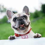 Personalized Glitter Bone Dog ID Tag with Name and Text Pet Birthday Adoption Anniversary Gift for Pet Owners Lovers