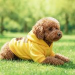 Personalized Funny Face Photo Soft Dog Hoodie with Name and Year Pet Supplies Dog Birthday Gift for Dog Owners Lovers