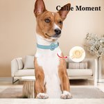 Callie Moment Personalized Line Style Dog Cat Pet Collar with Air Tag Holder and Name Outdoor Accessories Pet Party Birthday Gift for Pet Owners