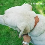 Callie Moment Personalized Line Style Dog Cat Pet Collar with Air Tag Holder and Name Outdoor Accessories Pet Party Birthday Gift for Pet Owners