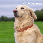 Callie Moment Personalized Line Style Dog Cat Pet Collar with Air Tag Holder and Name Outdoor Accessories Pet Party Birthday Gift for Pet Owners