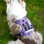 Personalized Heart Bone Fish Signage Pet Chest Harness with Name Outdoor Activities Birthday Gift for Pet Owners
