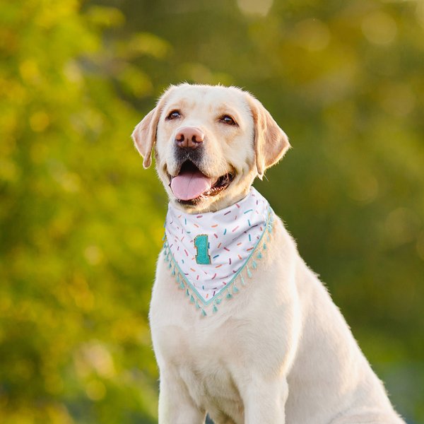 Personalised Tassel Trim Pet Bandana with Initial or Number Dog Cat Daily Accessory Gotcha Day Birthday Gift for Pet Owners Lovers