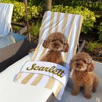 Personalized Pet Photo Stripe Soft Quick Dry Oversized Beach Towel with Name Summer Travel Vacation Essential Birthday Gift for Pet Lover