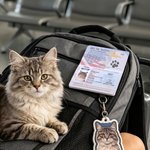 Personlig amerikansk passinspirert passfotoalbum for kjæledyr med kjæledyrfoto og navn Reiseoppbevaring Bursdagsadopsjonsgave til kjæledyrseiere